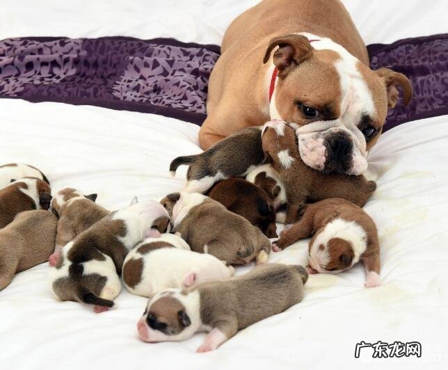 性情最温顺的狗狗都有哪些