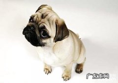 幼犬喂养食材的挑选，幼犬喂养的方式