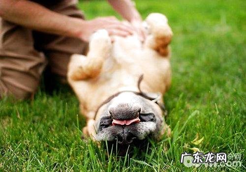 造成小狗身亡的缘故都有哪些?