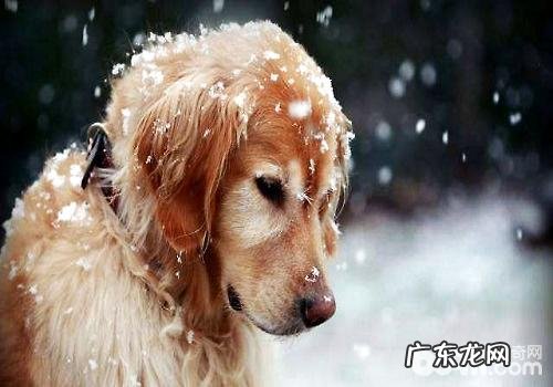 造成小狗身亡的缘故都有哪些?