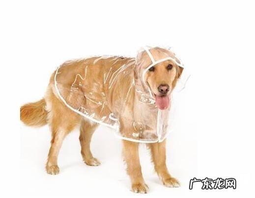 雨天如何遛猫遛狗?雨天遛猫遛狗常见问题