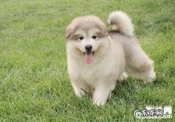 猫奴留意!春天养宠物必须留意的难题有什么?