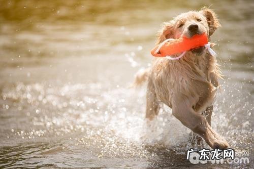 金毛和金毛狗狗有什么不同,金毛和金毛狗狗哪家好养