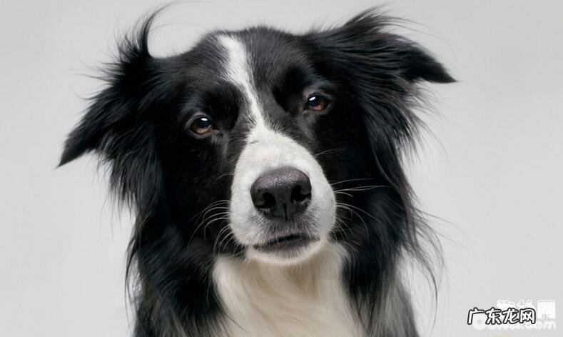 小狗胃肠身心健康怎么处理