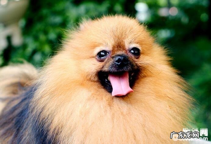 小狗胃肠身心健康怎么处理