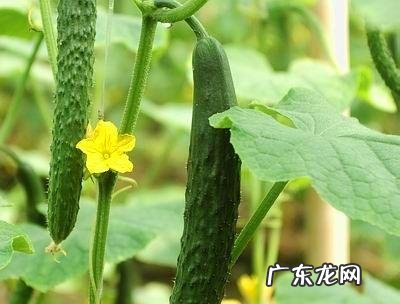 有人说黄瓜的减肥效果好,但黄瓜怎么吃对瘦身最有效呢?