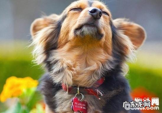 小狗带玲铛给小狗带玲铛有什么益处