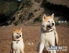 简单区别柴犬和秋田犬