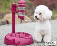 养宠物必知小狗人体不能缺乏的关键成份