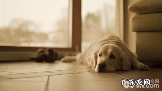 小狗不许摸该怎么办?