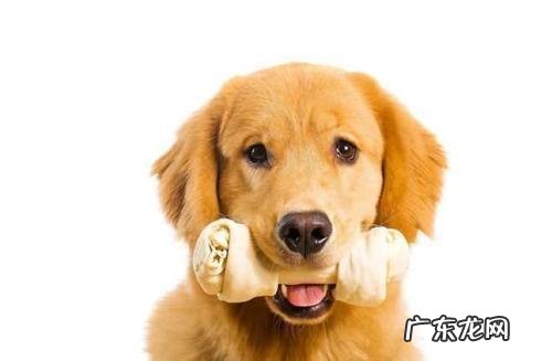 小狗不许摸该怎么办?