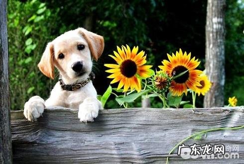 怎么给狗狗起名字？狗狗叫哪些好听名字？