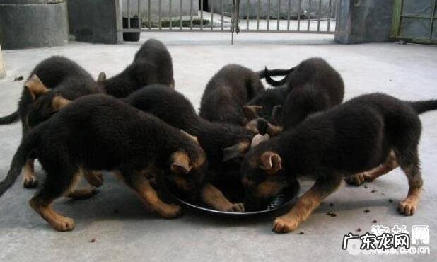 怎样饲养幼狗 不一样阶段饲养方法不一样