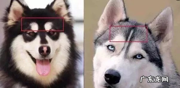 阿拉斯加犬和金毛有什么不同 阿拉斯加犬和金毛不同点