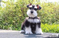 小狗不喜欢用餐的6大缘故和解决方案