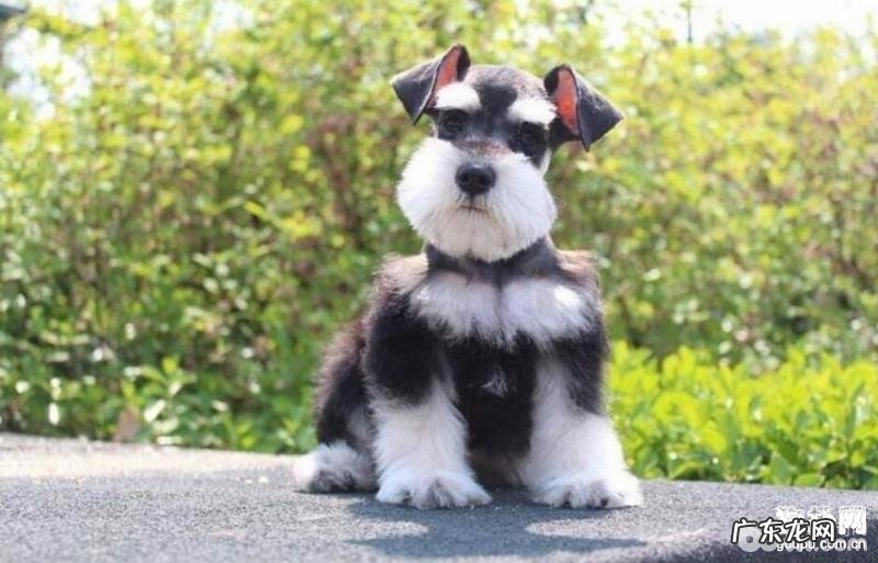 小狗不喜欢用餐的6大缘故和解决方案