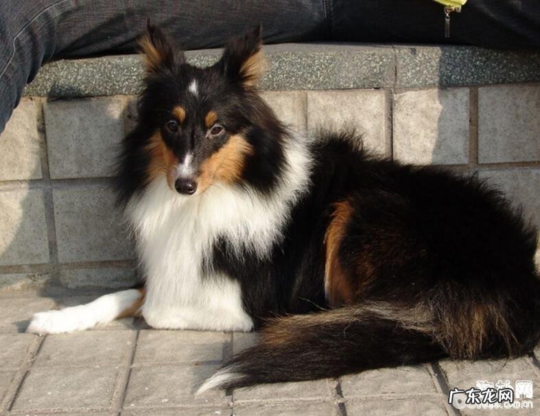 小狗不喜欢用餐的6大缘故和解决方案