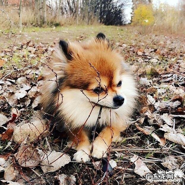 养狗狗有什么益处