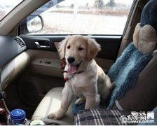 养狗狗有什么益处