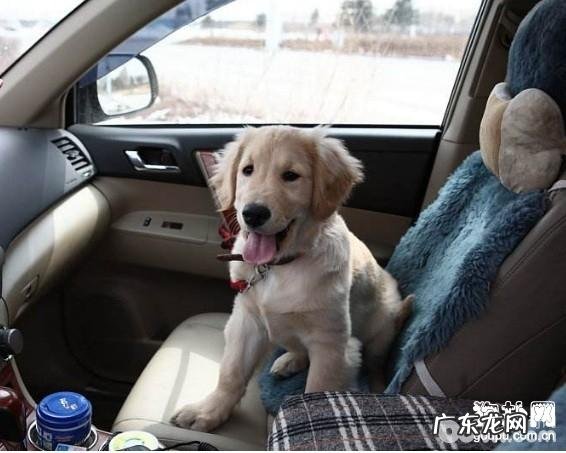 养狗狗有什么益处