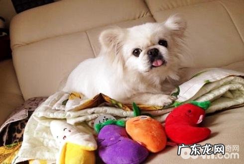 狗狗玩具应当如何选择 要注意什么?