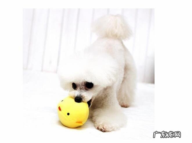 狗狗玩具应当如何选择 要注意什么?