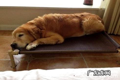 老年人犬应当如何喂养 老年人犬喂养常见问题