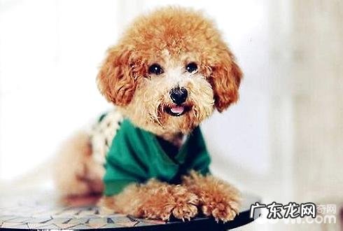 幼狗婴儿奶粉如何选择 幼狗婴儿奶粉服用常见问题