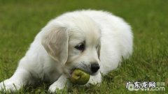 小狗要吃大便的缘故