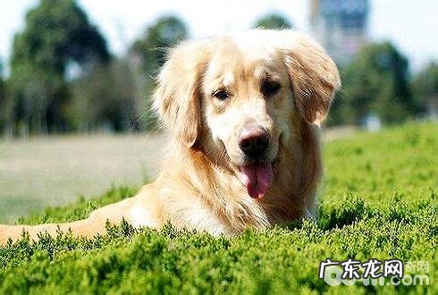 老年人犬医护 老年人犬医护的六大关键点