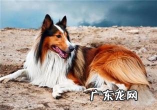 英国德牧犬好养吗 英国德牧犬喂养方法