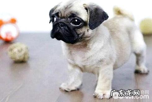 幼狗可以吃成狗粮吗 幼狗吃成狗粮有哪些伤害