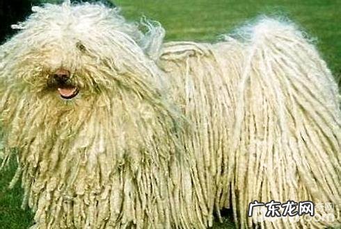 波利犬好养吗?波利犬饲养方法