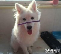 狗狗发情该怎么办 小狗直系亲属挑选