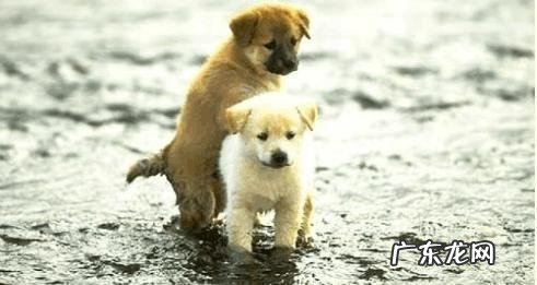 狗狗发情该怎么办 小狗直系亲属挑选