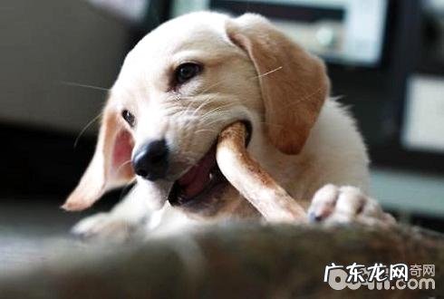 小狗为何乱咬 狗狗咬人的缘故有什么