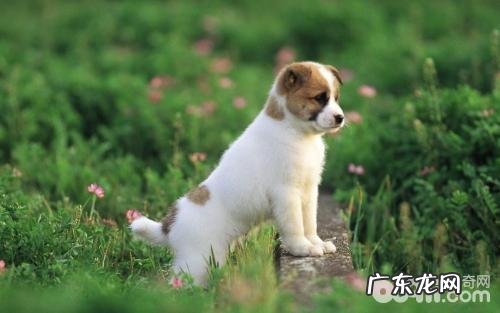 为什么有人喜爱养狗狗 养狗的好处有什么