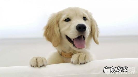 为什么有人喜爱养狗狗 养狗的好处有什么