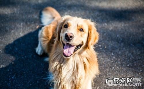 为什么有人喜爱养狗狗 养狗的好处有什么