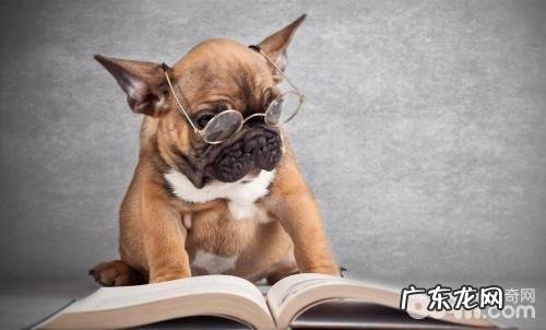 为什么有人喜爱养狗狗 养狗的好处有什么