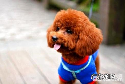 小狗日常医护必须留意的五大事宜