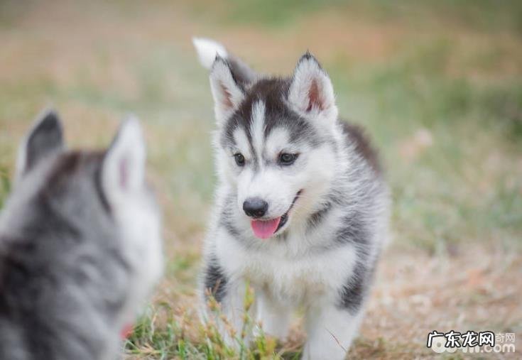 金毛掉毛金毛掉毛该怎么办