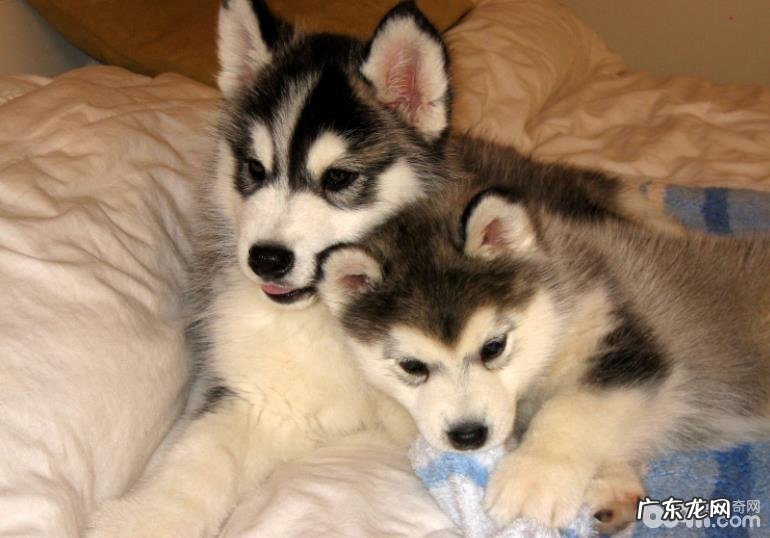 金毛掉毛金毛掉毛该怎么办