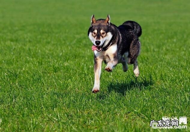 带小狗春去旅行，应当留意的难题
