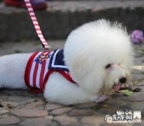 带小狗春去旅行，应当留意的难题