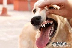 狗狗双排牙 小狗长了双排牙该怎么办