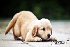 小狗宠物香波怎样选择 小狗洗澡专用型宠物香波详细介绍