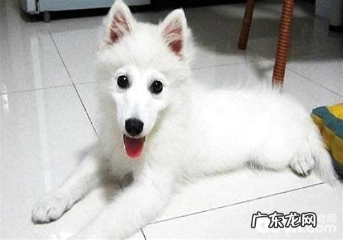 小狗难堪期内应当该怎么办?