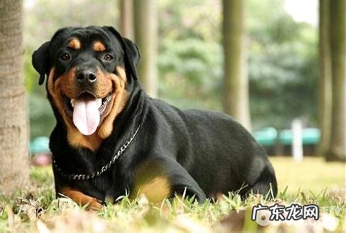 养宠物一定要绕开这五点 你仍在做吗