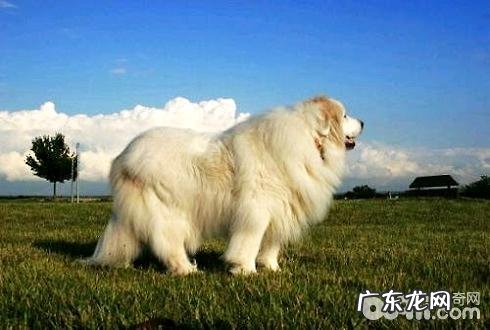 沒有感受的小狗有什么?